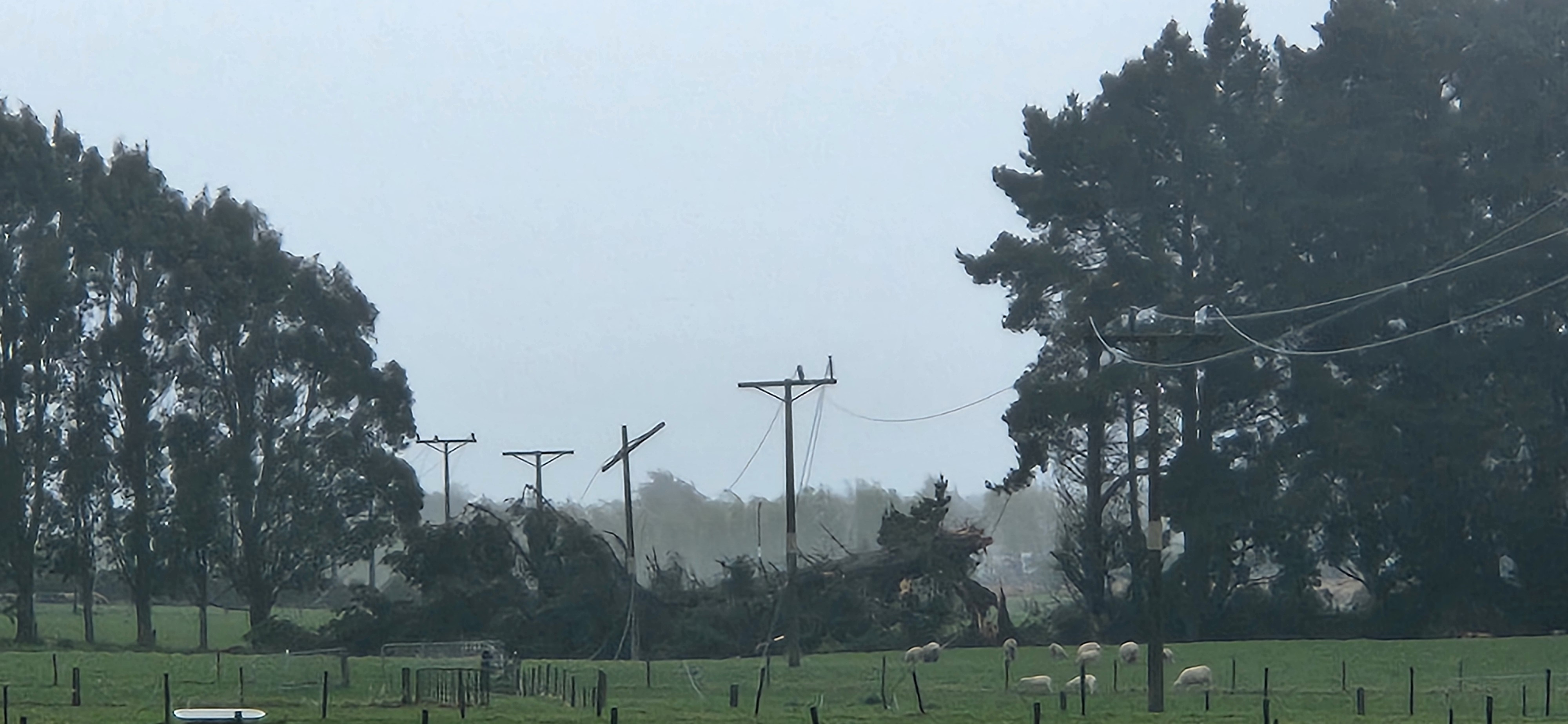 Trees on Lines Storm Event 2025 (4)